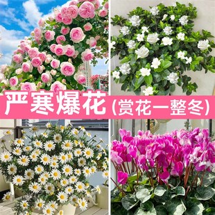 极速适合a冬天养的花种的花冬天不怕冻的花室外耐寒耐冻四季开花