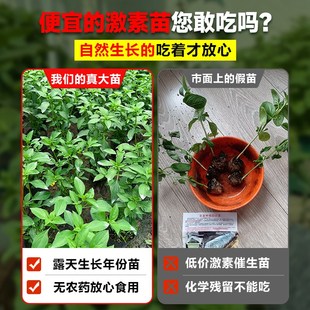 极速九层塔盆栽可食用罗勒苗薄荷驱蚊植物室N内庭院金不换迷迭香