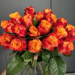 极速切花火焰玫瑰花大苗复色特大花四季阳台花园月季X花盆栽花卉