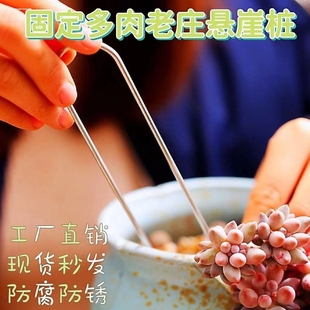 多肉固定器地插悬崖老桩U型压曼叉地钉月季 压枝圆弧地钉压枝神器