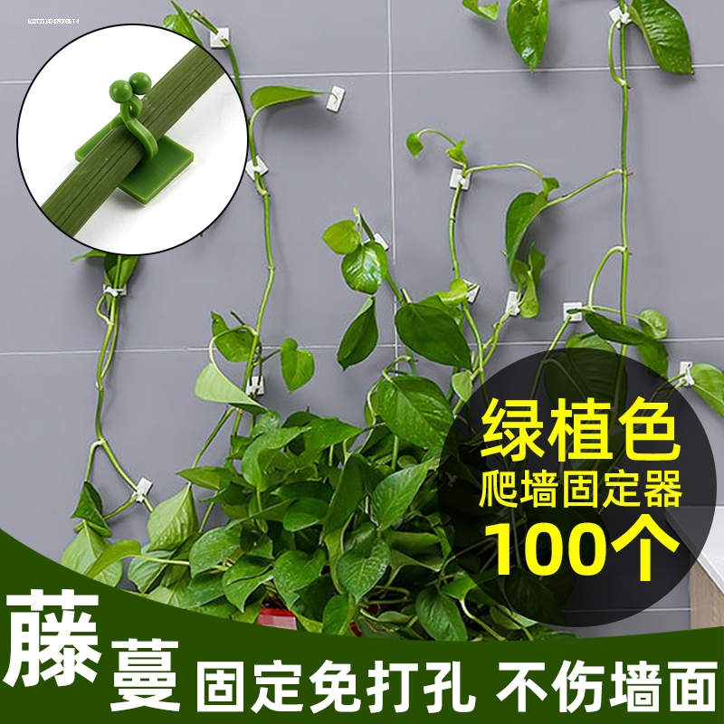 绿萝爬墙神器绿箩固定爬上固定夹攀爬挂钩绿罗扣环无痕绿植固定器