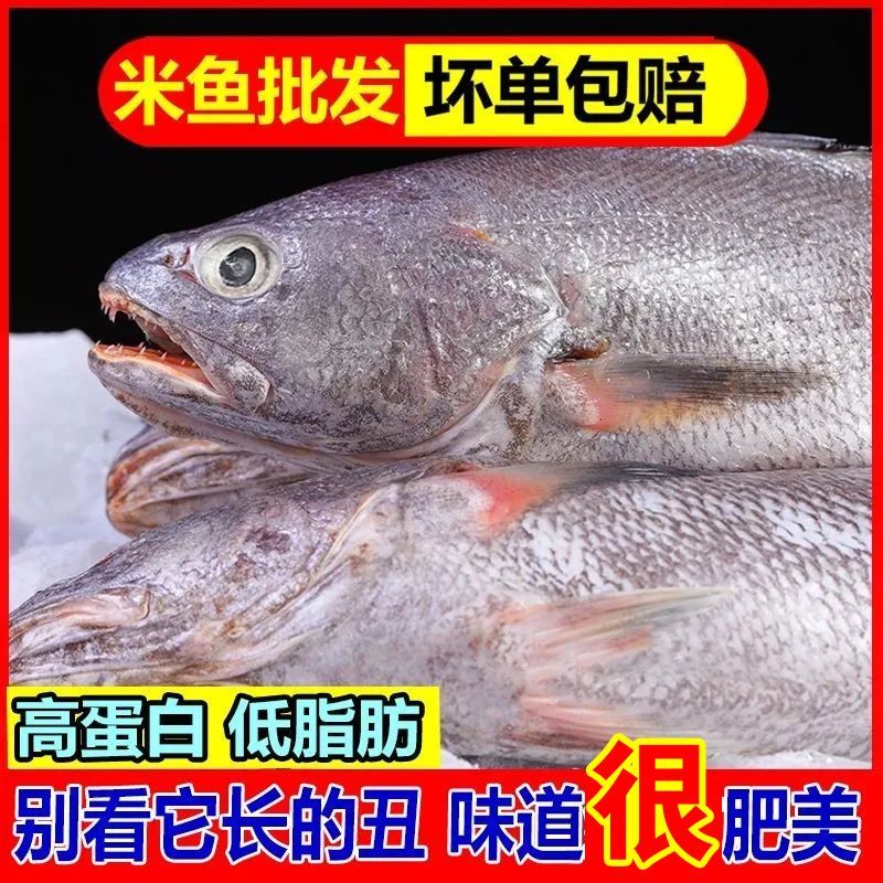 顺丰包邮新鲜海捕米鱼敏鱼