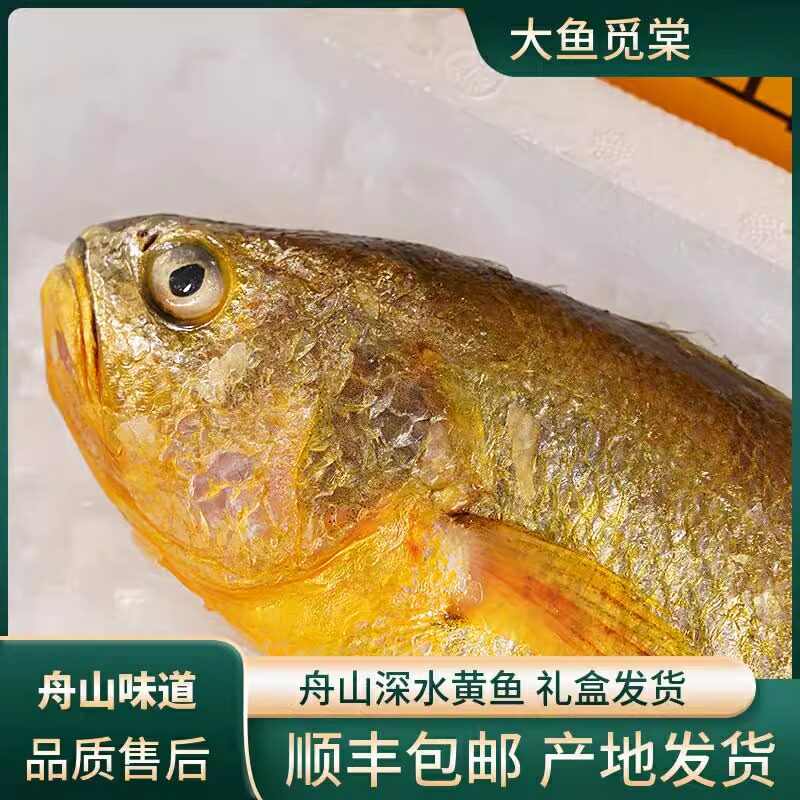 舟山大黄鱼礼盒装深海小黄花鱼鲜活冷冻生鲜海鲜海鱼新鲜水产商用
