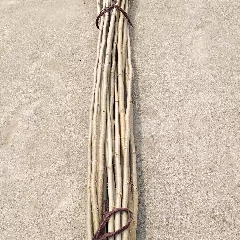 新鲜桑树枝桑枝野桑树棍经络养生拍打扣痧棒按摩锤推擀点穴中医推