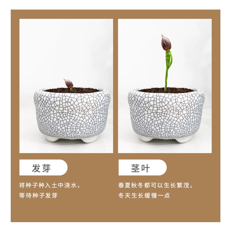 植物派 盆栽小松树水培绿植植物盆景四季室内好养桌面绿植