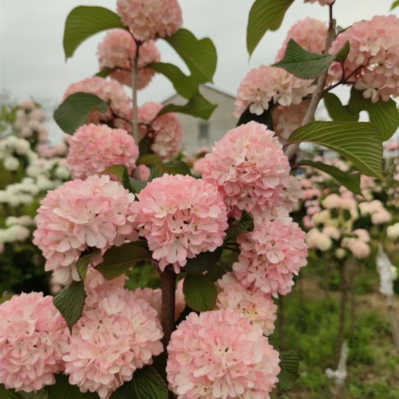 粉色木本绣球玫瑰达人2年小苗