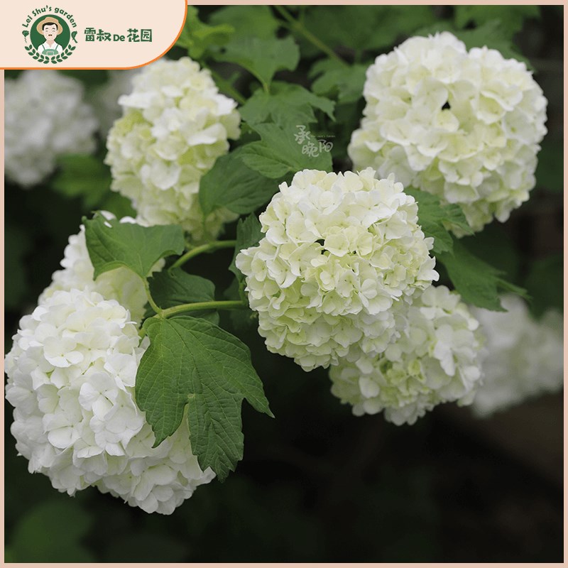 欧洲木绣球玫瑰耐寒耐热植物庭院露台园林树苗花卉带盆栽好大苗