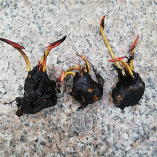5颗迷你小睡莲四季水培带芽碗莲阳台水生植物微型荷花苗莲花盆栽