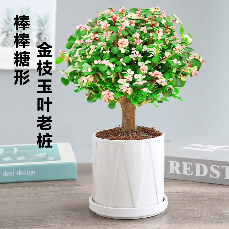 金枝玉叶盆栽造型老桩罕见多肉植物稀有品种大株肉肉花卉新款盆景