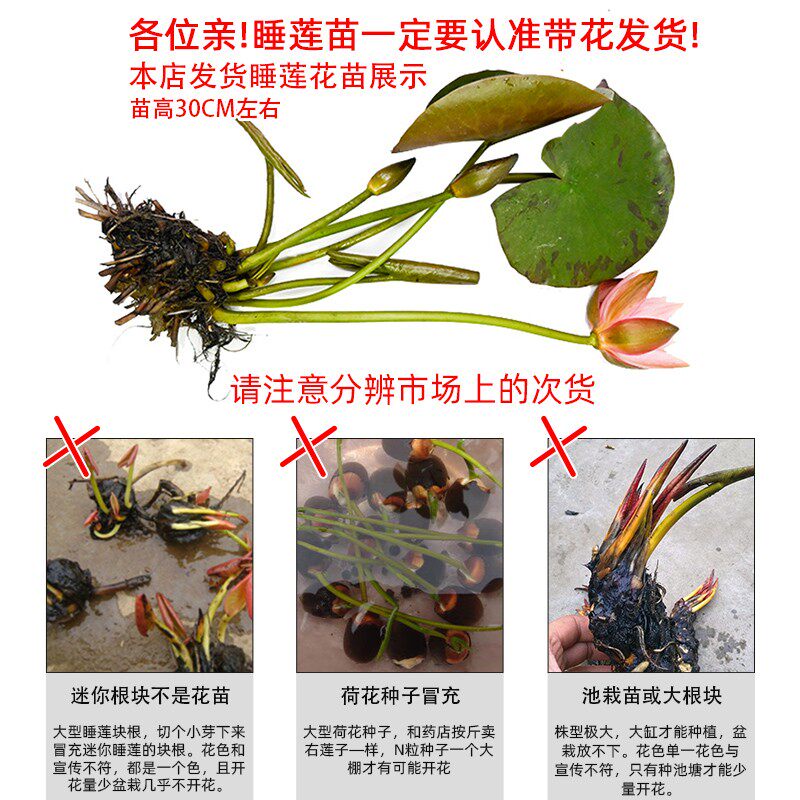 微型睡莲花苗科罗拉多水培植物四季带花苞种根茎块茎盆栽荷莲花苗