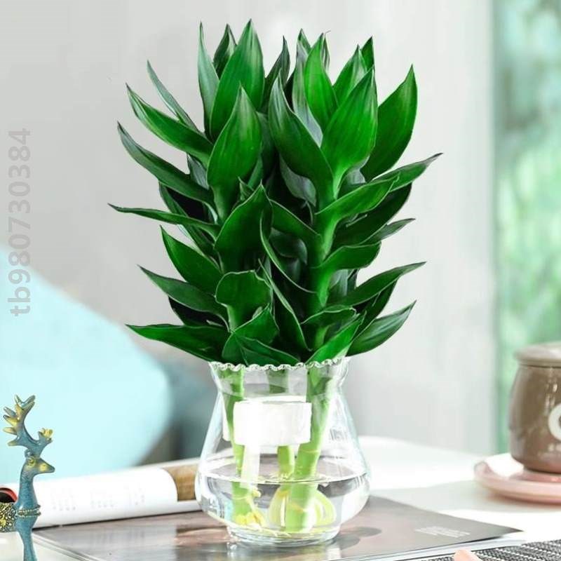 观音竹GJS3119带根转运富贵室竹花卉竹植物子水养盆栽好养水培绿