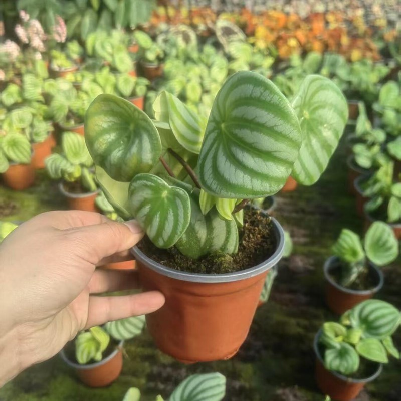 西瓜皮椒草秋海棠蟆叶类阳台室外客厅桌面绿植盆栽观叶赏花植物