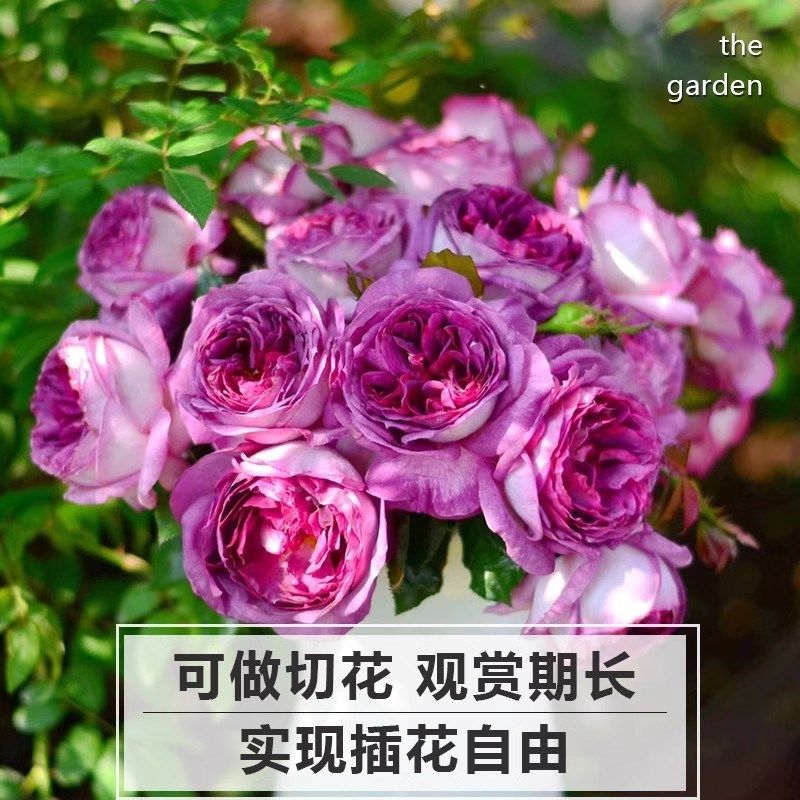 蓝莓蛋糕月季花苗阳台庭院切花精品月季老根扦插大花灌木四季盆栽,鲜花速递/花卉仿真/绿植园艺,月季/蔷薇/玫瑰,淘宝优惠券,粉丝福利购,淘宝优惠卷