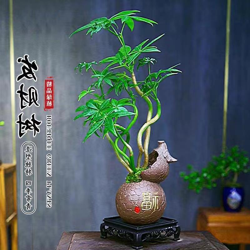 福禄五福发财树盆栽室内好养绿植客厅桌面四季常青办公室盆景