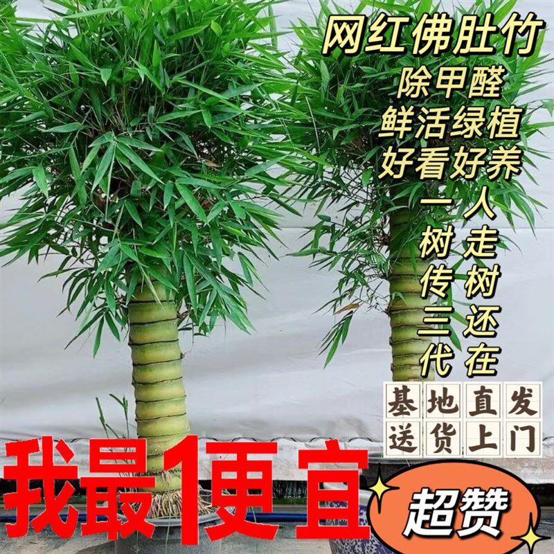佛肚竹盆栽佛竹罗汉竹大型v盆景葫芦竹室内室外观赏绿植办公室招