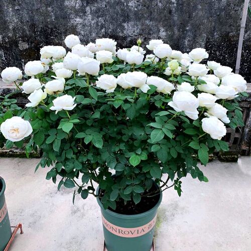 伊芙婚礼之路浓香月季花苗多季开大花纯白色玫瑰盆栽Y阳台观花植