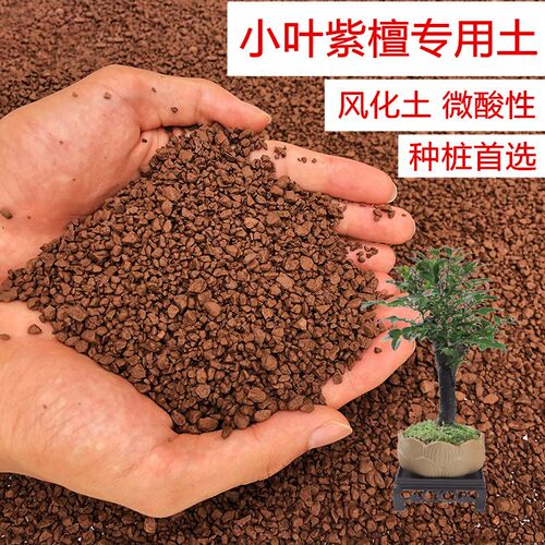黑骨茶小叶紫檀土专用土风化土颗粒土红土K酸性土盆景土盆栽种植