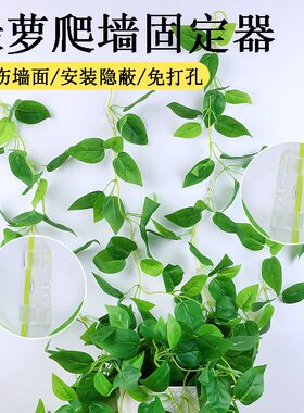 绿萝固定器无痕免打孔贴墙自粘y挂钩家用墙壁绿植藤蔓卡扣攀爬夹