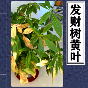 辫子发财树叶子发黄干枯掉叶独杆发财树焦尖黄斑黄叶落叶烂根发软