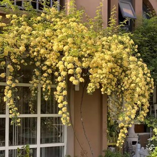黄木香花苗爬藤植物重瓣红白木香树苗蔷薇四季开花卉阳台庭院盆栽