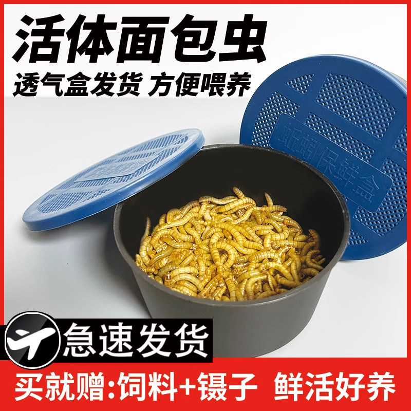 盒装面包虫黄粉虫爬宠昆虫鱼蜥蜴乌龟守宫鸟蜘蛛蝎子蛙活体饲饵料