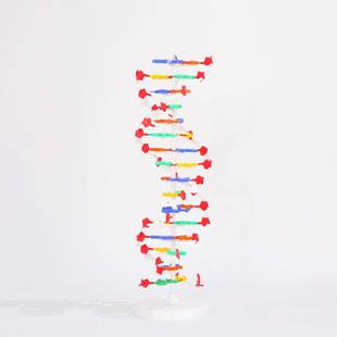 生物遗传基因教学仪DNA双螺旋结构模型带底座碱基对高中教学仪器