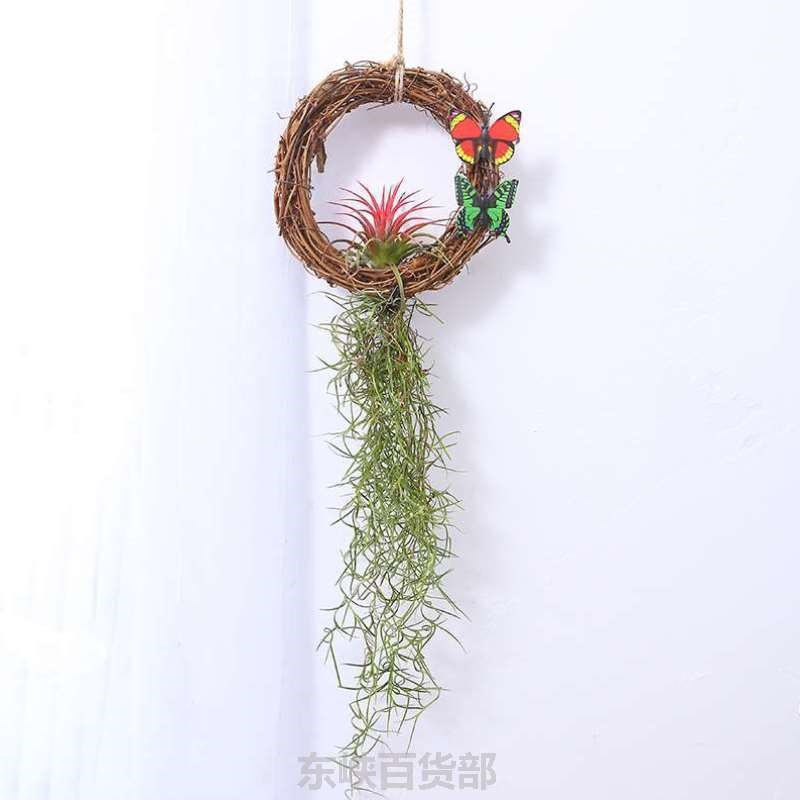 吊挂垂吊土无墙壁草松萝空气绿植凤梨室内空气花草植物老人须