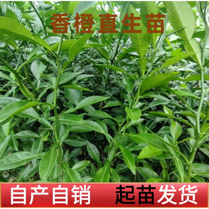 香橙苗正宗小叶香橙苗 小叶软枝香橙幼苗 香橙芽苗U柑桔嫁接砧木