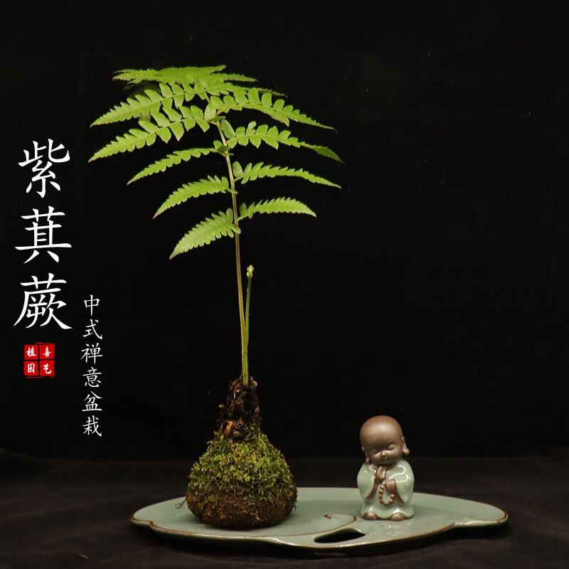紫萁蕨苔藓球小盆景办公室客厅禅意花卉蕨类绿植室内盆栽植物好养