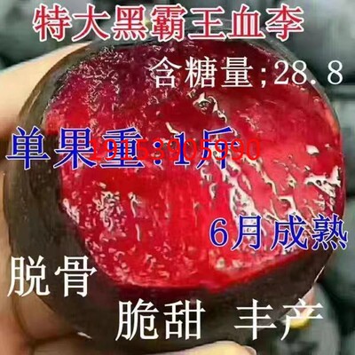 特大黑霸王李子树苗脱骨红