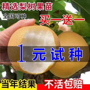 梨树果苗特大早酥红梨黄金梨南方北方种植地栽当年结果嫁接梨树苗