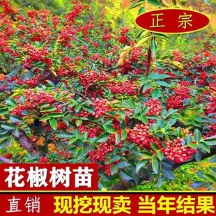 花椒树苗大红袍花椒苗麻椒盆栽地栽耐寒耐旱南方北方种植当年结果