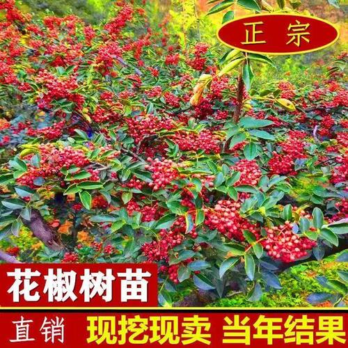 花椒树苗大红袍麻盆栽地耐