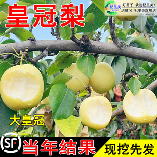 皇冠梨树果苗酥脆梨果树苗香梨水晶雪梨嫁接黄冠梨苗盆栽带果发货