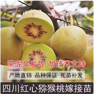 四川苍溪红心红阳猕猴桃嫁接苗奇异果树苗盆栽地栽南北方当年结果