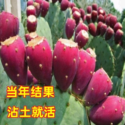 耐热耐寒正宗可结果食用可以开花结果的仙人掌多肉植物盆栽