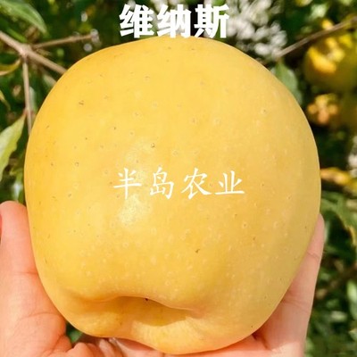 新品种维纳斯黄金苹果树苗