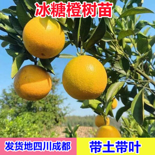 正宗橙子果树苗嫁接冰糖橙树苗高甜度盆栽地栽南北方种植当年结果