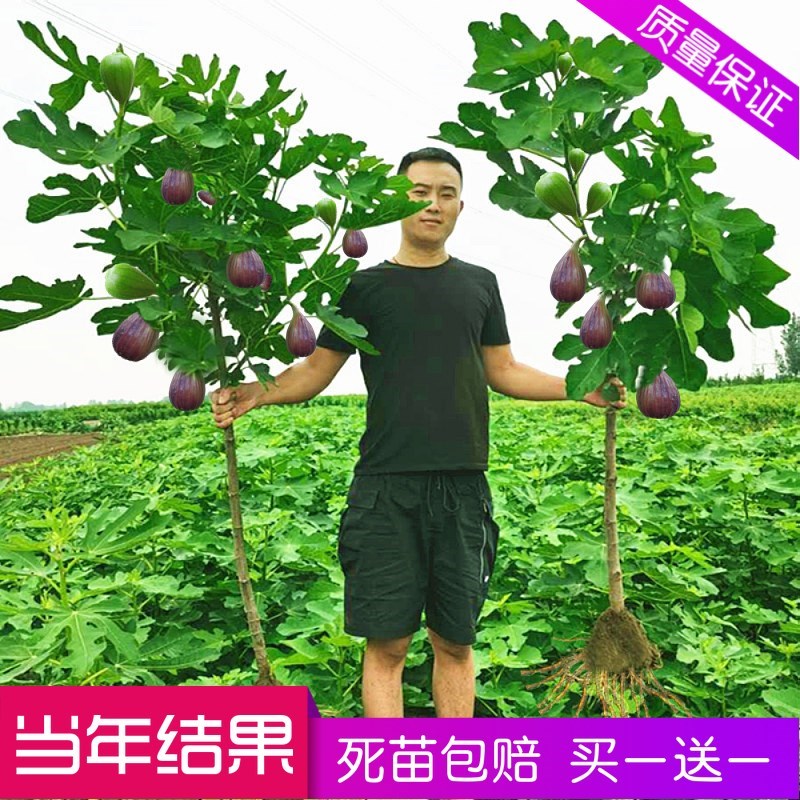 无花果树苗南方北四季盆栽