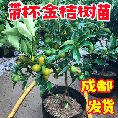 脆蜜金桔盆栽树苗四季果食