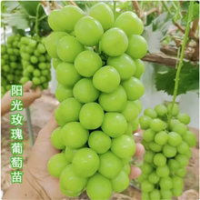 阳光玫瑰无核葡萄树苗日本香印晴王葡萄苗青提无籽葡萄苗当年结果