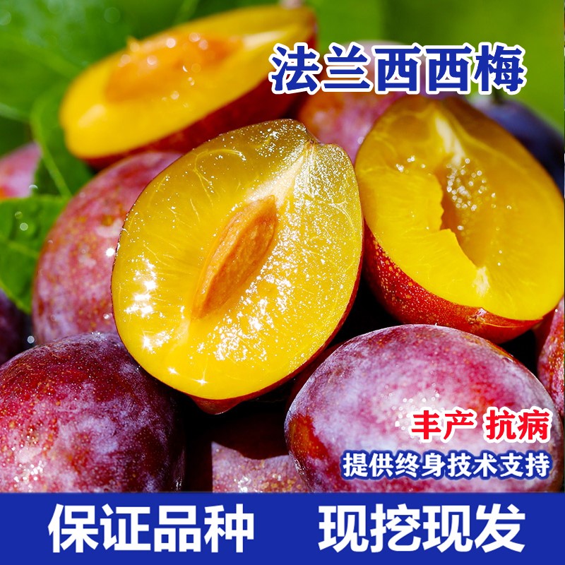 法兰西梅苗李子耐寒新疆树