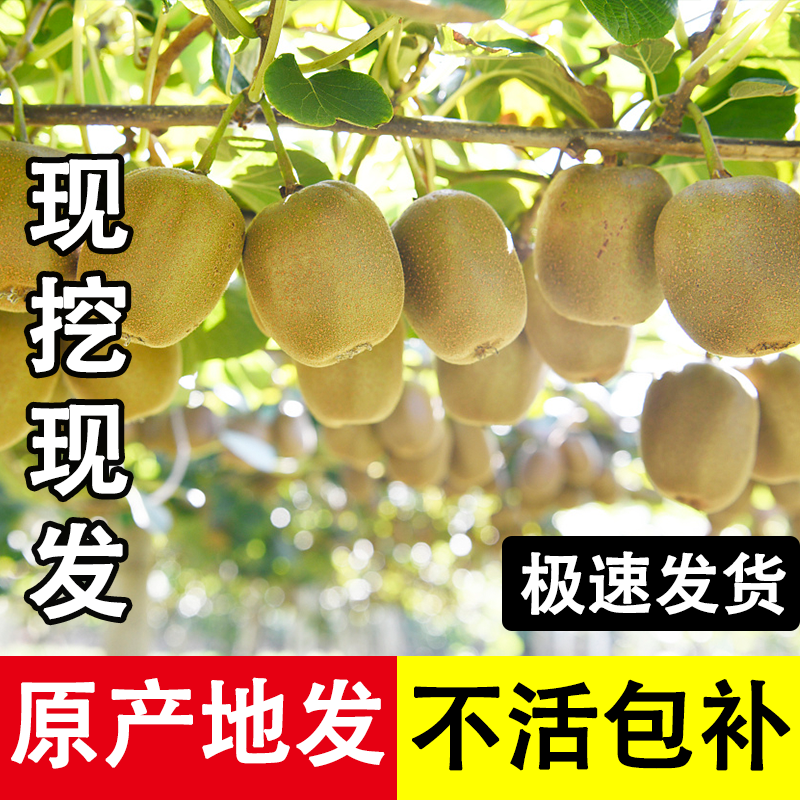 四川红心猕猴桃树果苗软枣