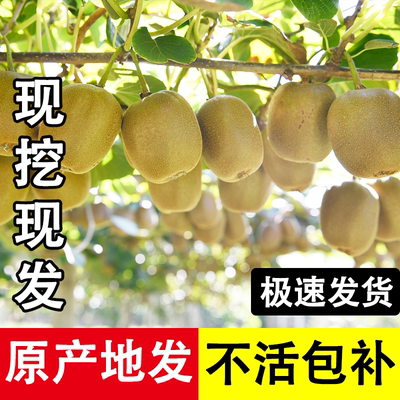 四川红心猕猴桃树果苗软枣