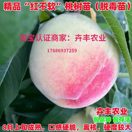 嫁接红不软桃树苗8月成熟脆甜水蜜桃树苗南北方庭院种植当年结果