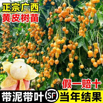 广西鸡心黄皮果树苗纯甜正
