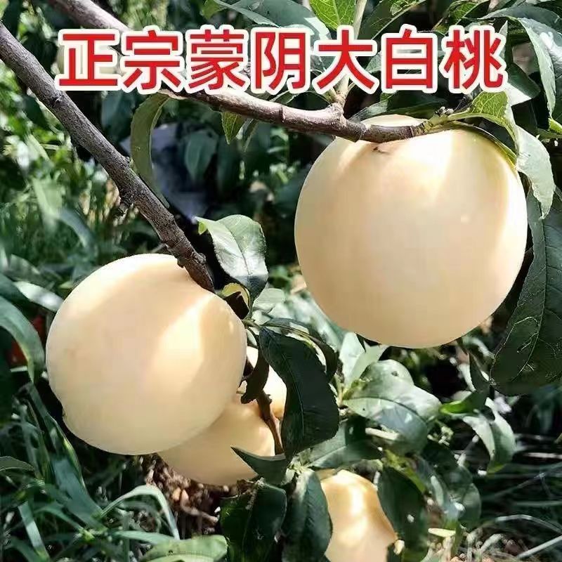新品种桃树苗蜂糖白玉嫁接