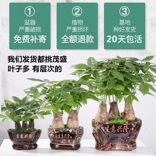 发财树盆栽大绿植物客厅办公室内小盆景 真花卉四季常青金钱树