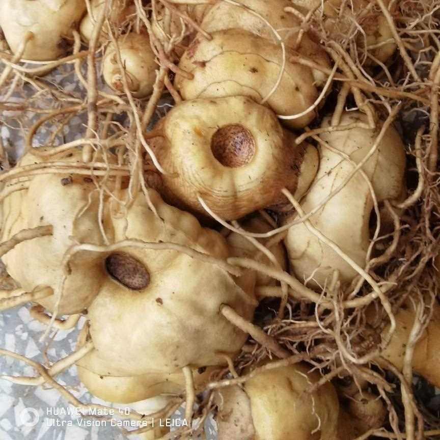 新疆包邮云南深山生态黄精新鲜黄精新鲜老虎姜泡茶煲汤泡酒鲜黄精