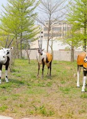 真羊羊长角山羊绵羊件雕UTK塑摆玻璃钢动物羚园林景观模型户外草